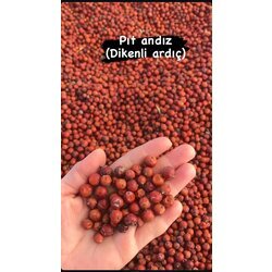 Pıt andız (dikenli ardıç) 250 gr