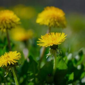 Karahindiba (50 gr)