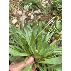Damar otu (sinir otu) (50 gr)