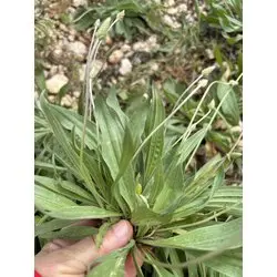 Damar otu (sinir otu) (50 gr)