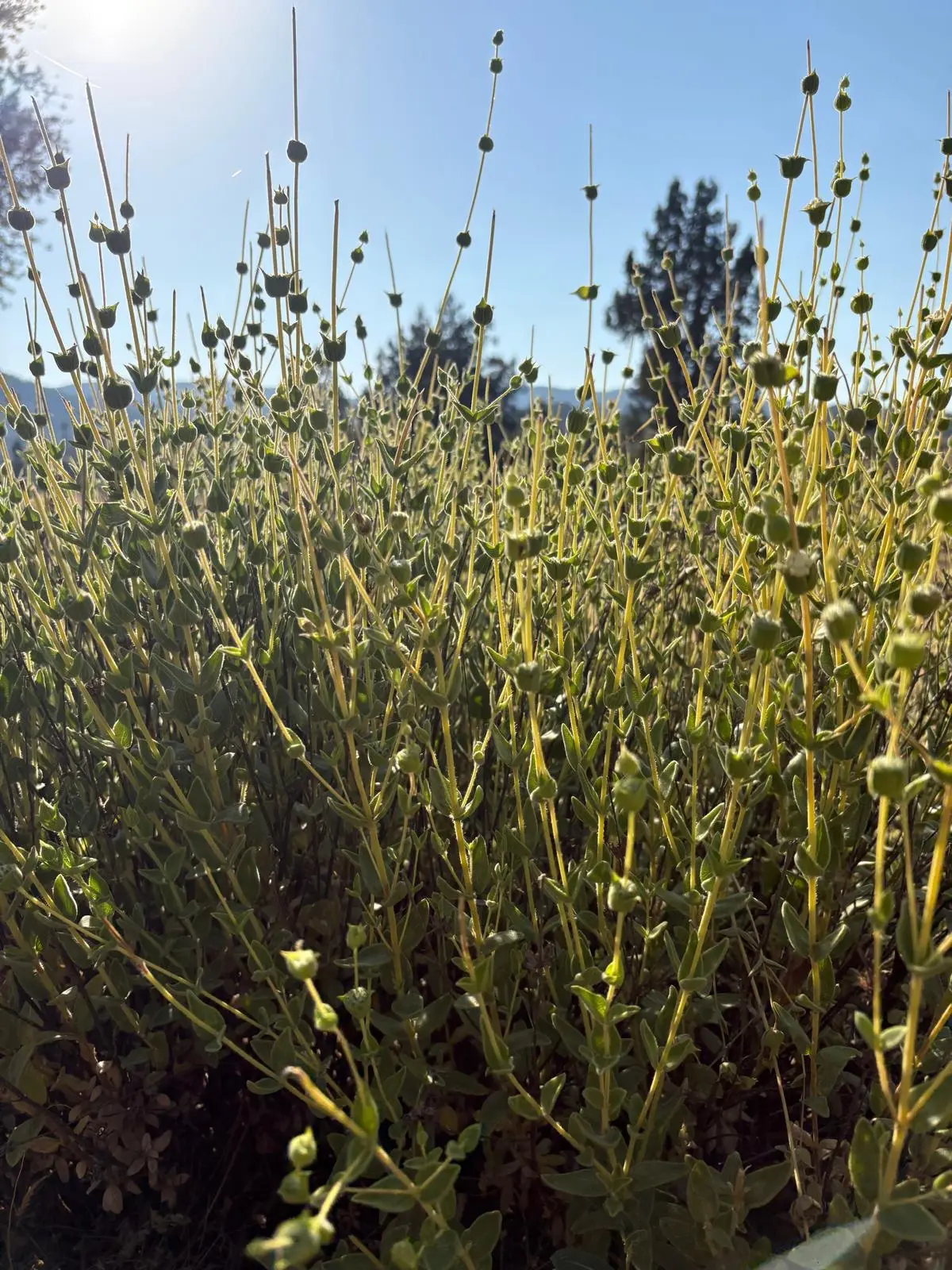 uzun ada çayı (bir demet)